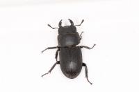 Dorcus parallelipipedus