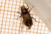 Pomatinus substriatus
