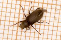 Pomatinus substriatus