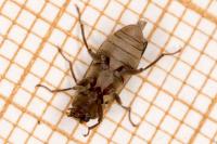 Pomatinus substriatus