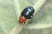 Podagrica fuscipes