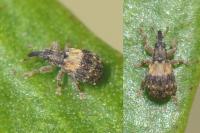 Ixapion variegatum