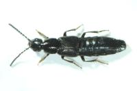Philonthus punctus