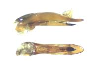 Philonthus punctus