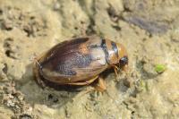 Hygrobia hermanni