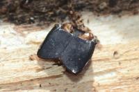 Hololepta plana