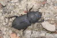 Dorcus parallelipipedus