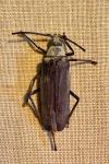 Aegosoma scabricorne