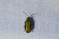 Xanthogaleruca luteola