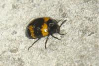 Diaperis boleti