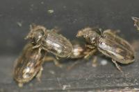 Heterocerus fenestratus