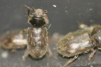 Heterocerus fenestratus