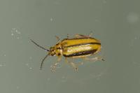 Xanthogaleruca luteola