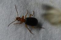 Brachinus psophia