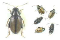 Chaetocnema depressa