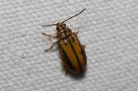 Xanthogaleruca luteola