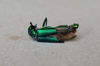 Lytta vesicatoria