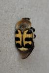 Trichius gallicus