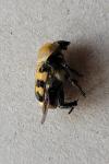 Trichius gallicus