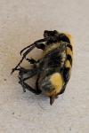 Trichius gallicus
