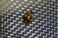 Adalia decempunctata
