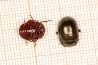 Chrysolina bankii