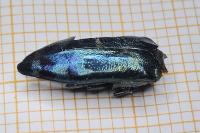 Coraebus fasciatus