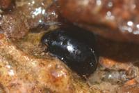 Coelostoma orbiculare