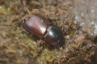 Planolinoides borealis