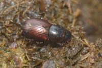 Planolinoides borealis
