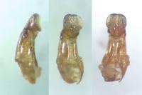 Planolinoides borealis