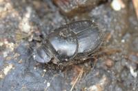 Onthophagus taurus