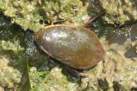 Cybister lateralimarginalis