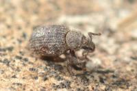 Cathormiocerus spinosus