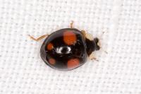 Harmonia axyridis