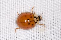 Harmonia axyridis