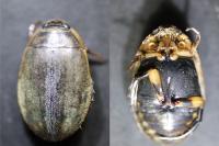 Acilius sulcatus
