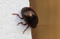 Chrysolina bankii