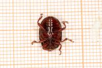 Chrysolina bankii