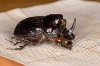 Copris lunaris