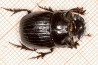 Copris lunaris