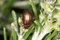 Chrysolina americana