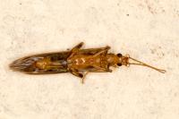Oedemera femoralis