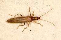 Oedemera femoralis