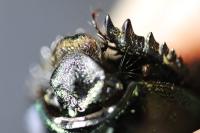 Anoplotrupes stercorosus