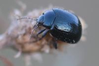 Chrysolina haemoptera