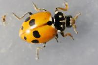 Hippodamia variegata