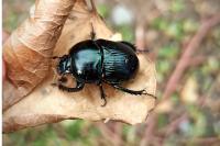 Anoplotrupes stercorosus