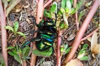 Anoplotrupes stercorosus