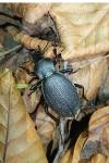 Carabus coriaceus
